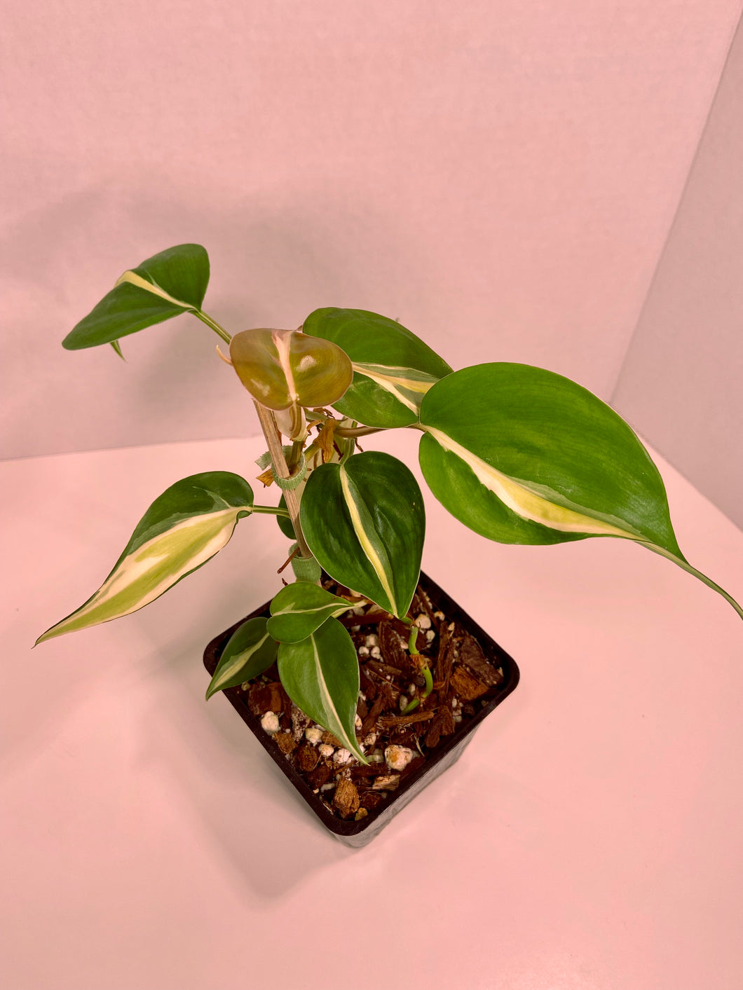 Philodendron silver stripe (4 inch)