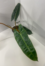 Load image into Gallery viewer, Philodendron billietiae
